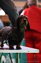 Crufts2011_2 1246